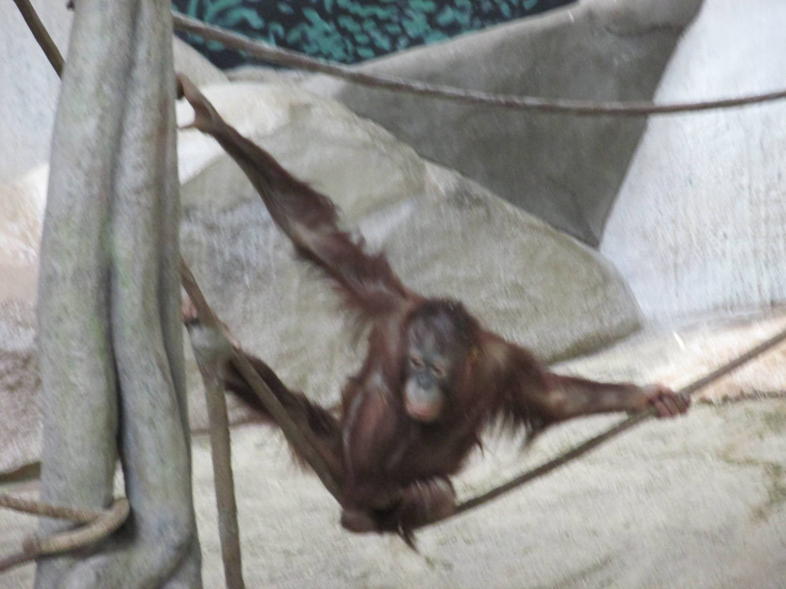 Bornean Orangutan Brookfield Zoo November 2014