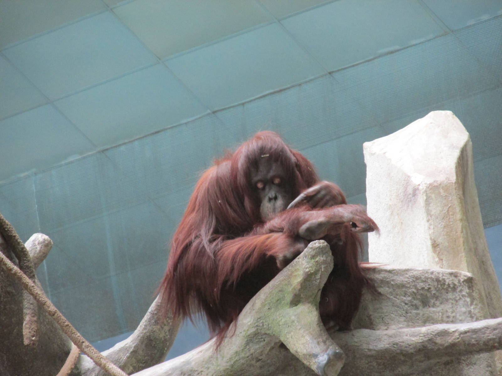 Bornean Orangutan Brookfield Zoo November 2014
