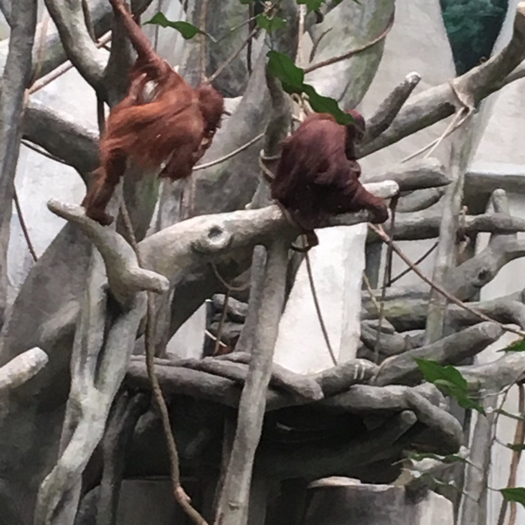 Bornean Orangutan | Brookfield Zoo
