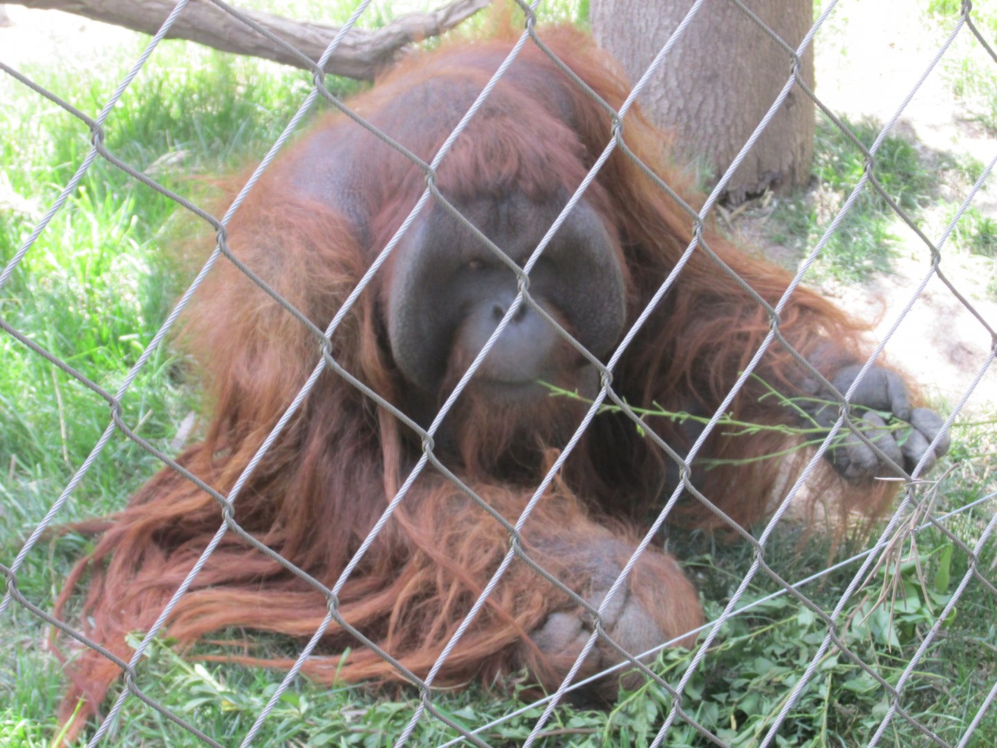 bornean orangutan buin zoo