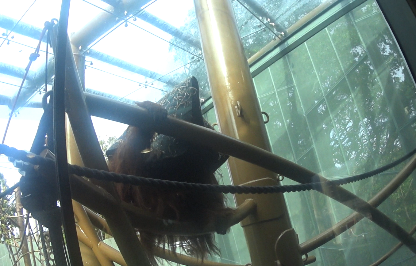 Bornean Orangutan (Charlie) with a sack on his head.