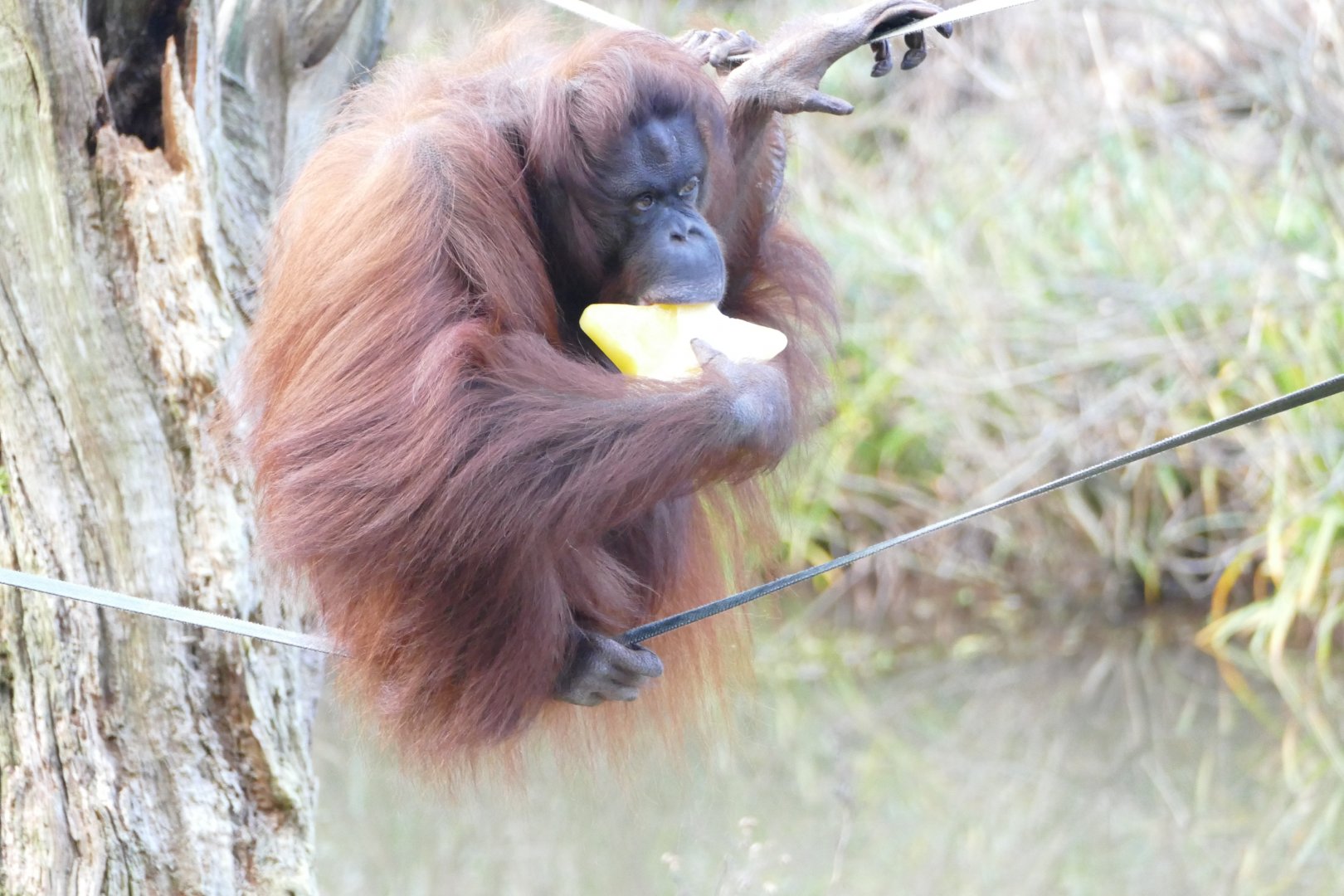Bornean orangutan, Chinta. 22 December 2017