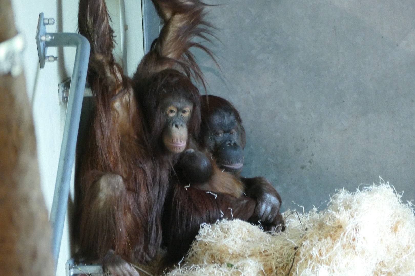 Bornean orangutan, Chinta, and family, 21 November 2022