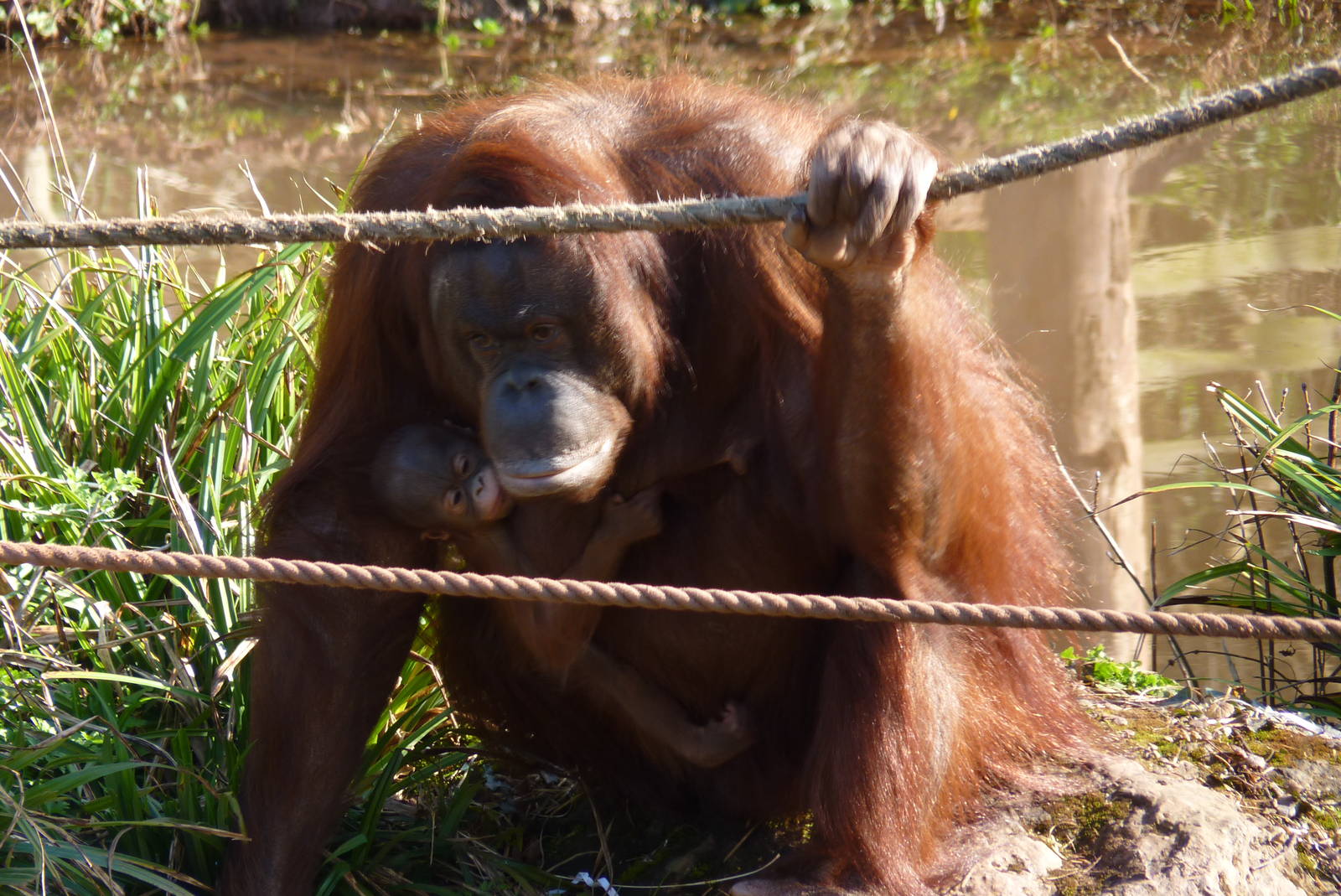 Bornean Orangutan, Chinta, and infant, 9 March 2014