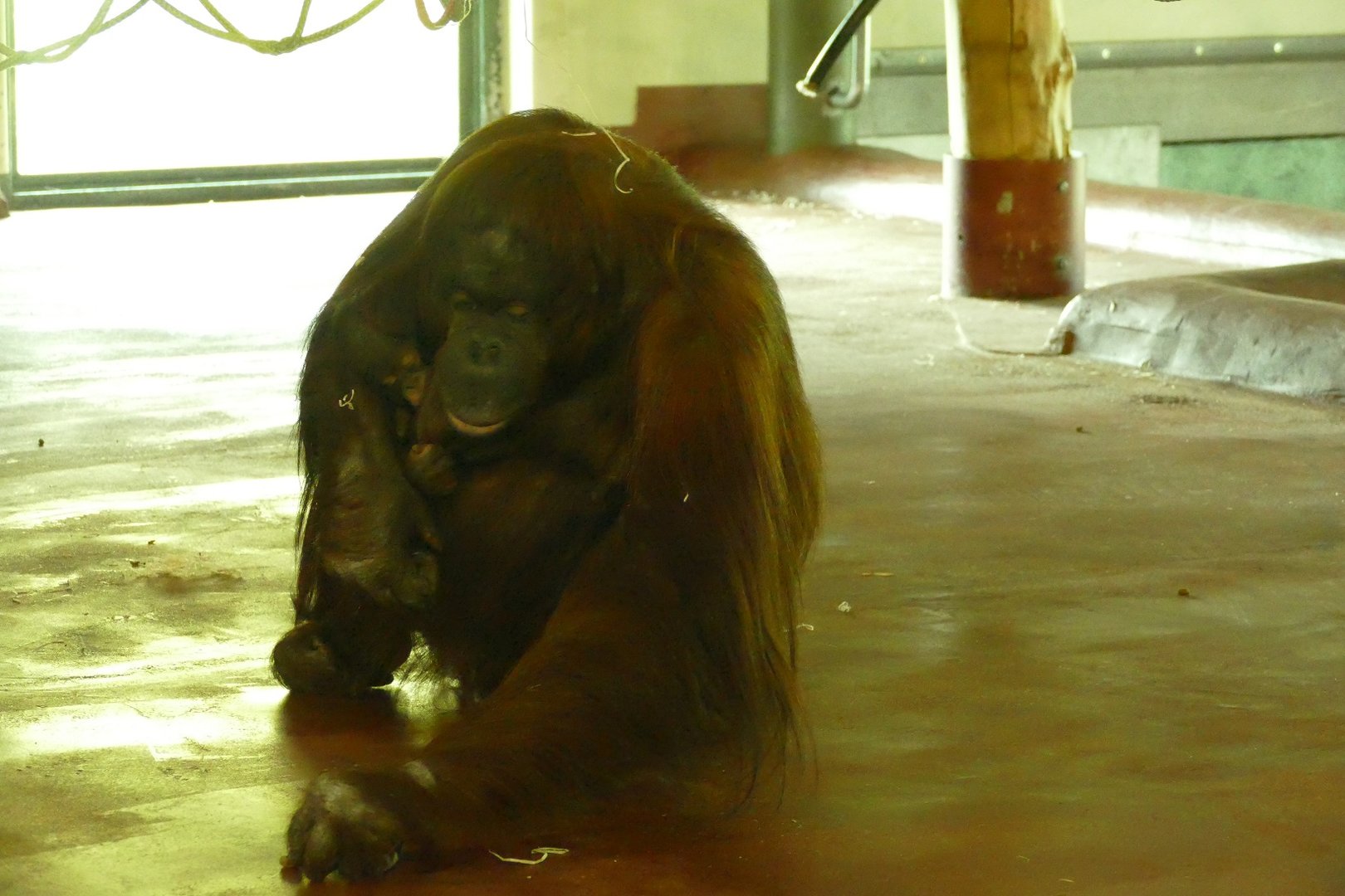 Bornean Orangutan, Chinta, with 3 week old son, 17 November 2022