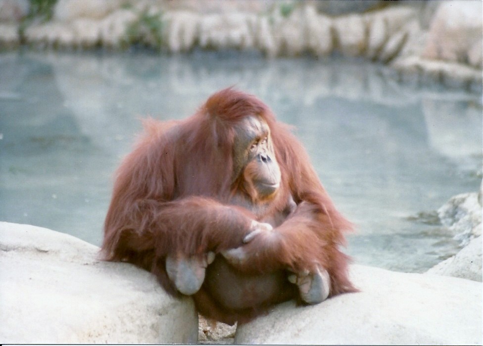 Bornean Orangutan - Circa 1980
