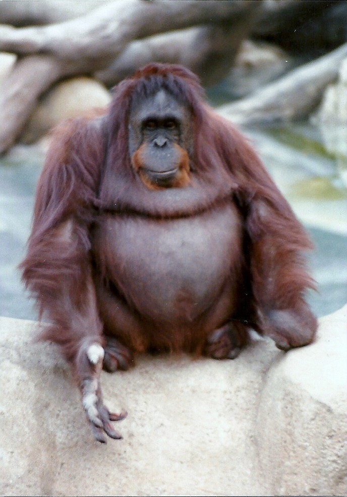 Bornean Orangutan - Circa 1980