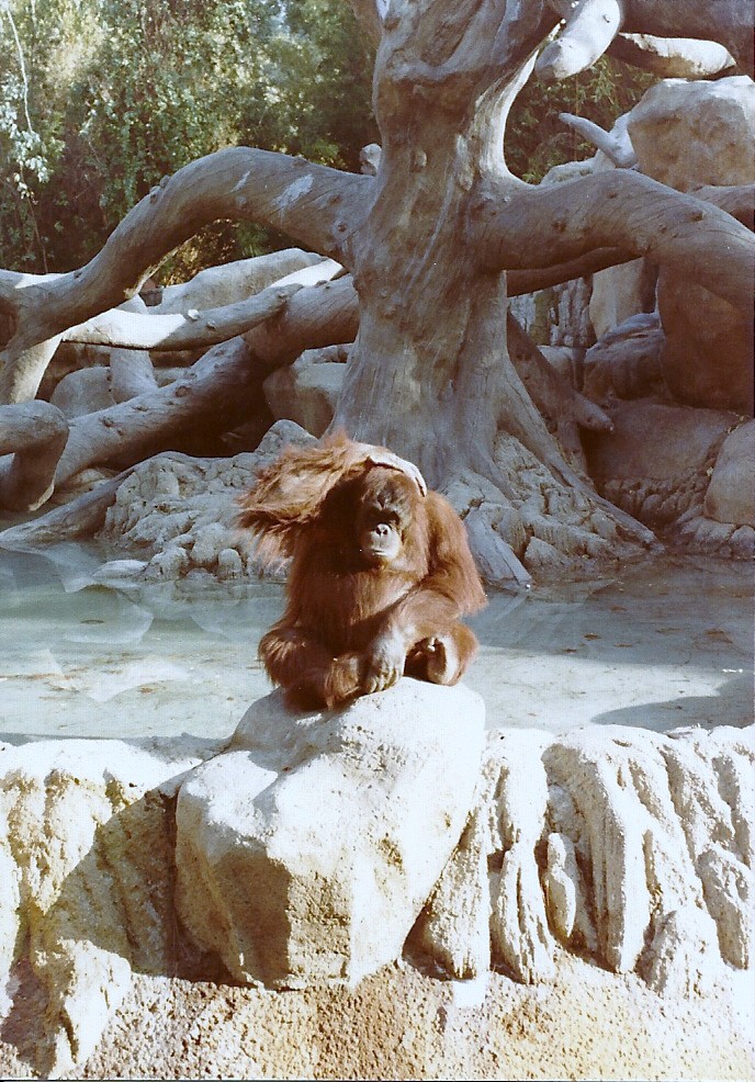 Bornean Orangutan - Circa 1982
