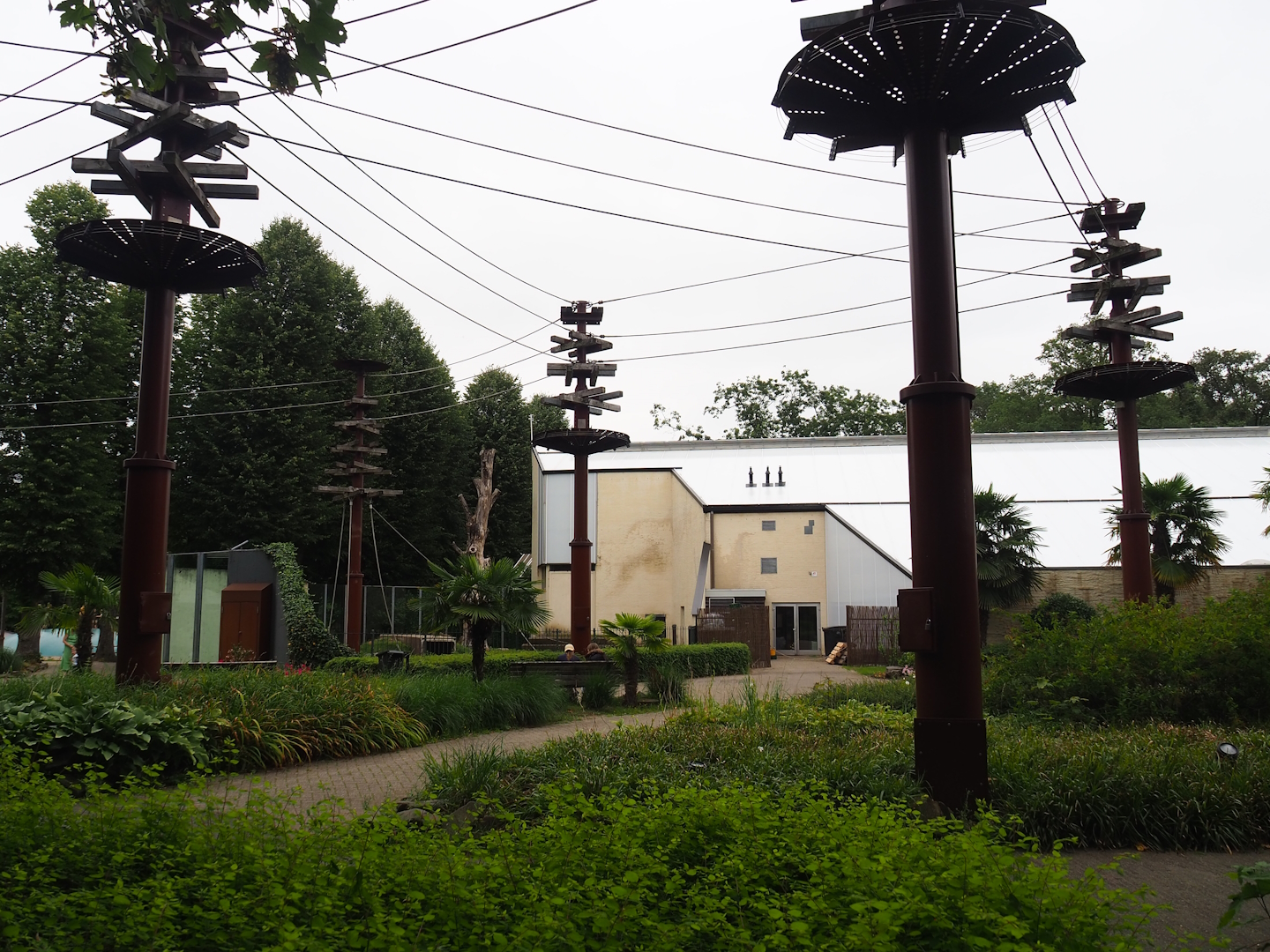 Bornean orangutan climbing structures above visitor area, Orangutan outdoor exhibit and Orangutan building, 2023-08-17