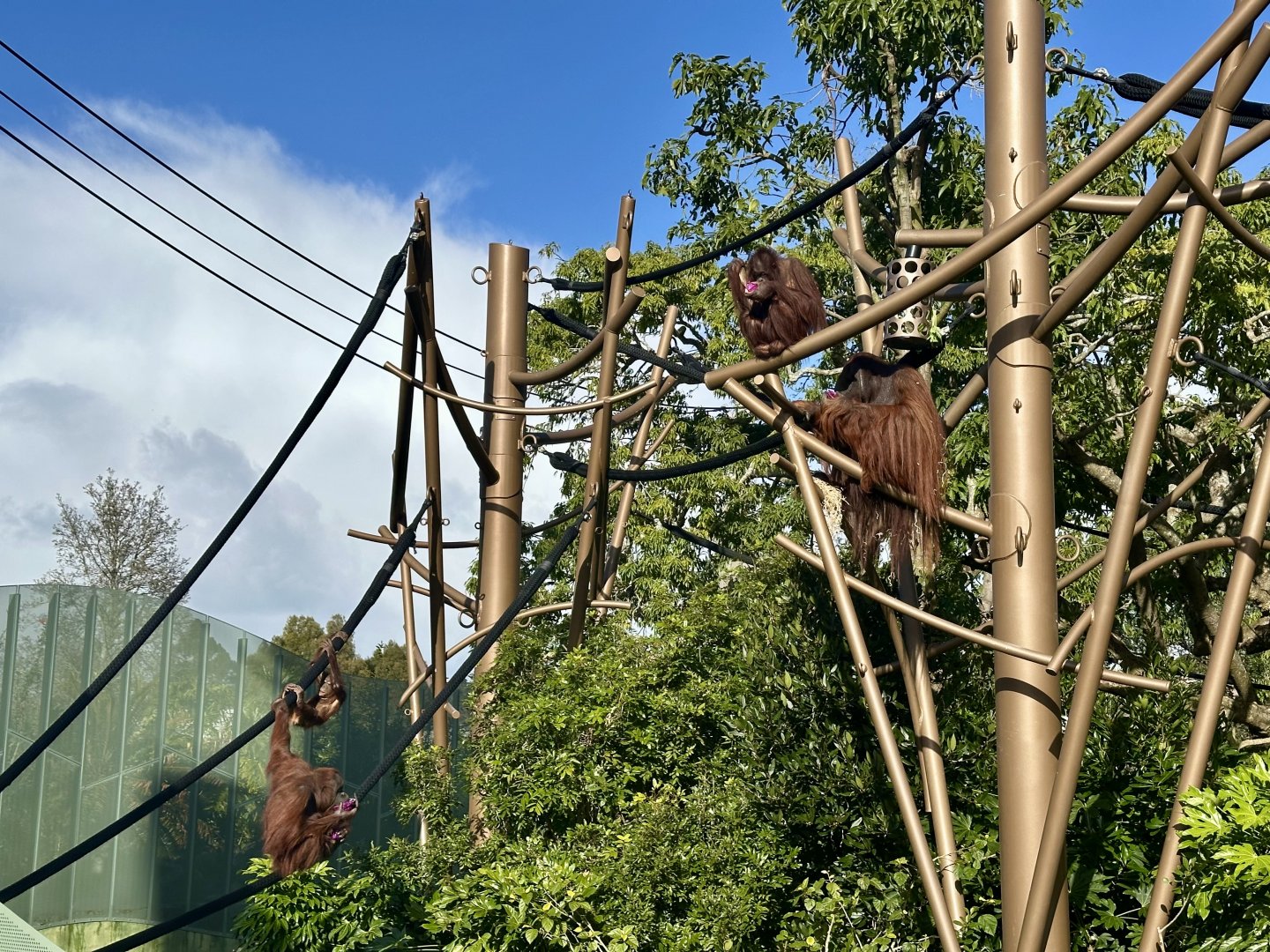 Bornean Orangutan Colony