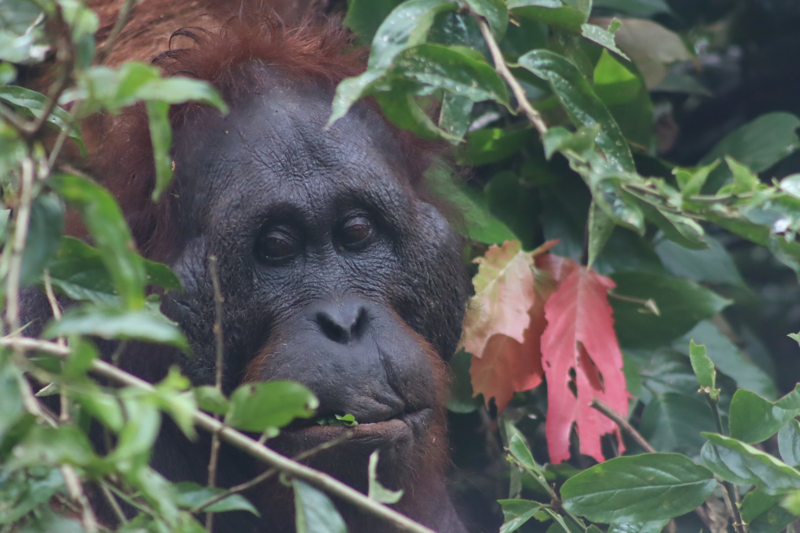 Bornean orangutan - Danum Valley Field Centre, 22 June 2023