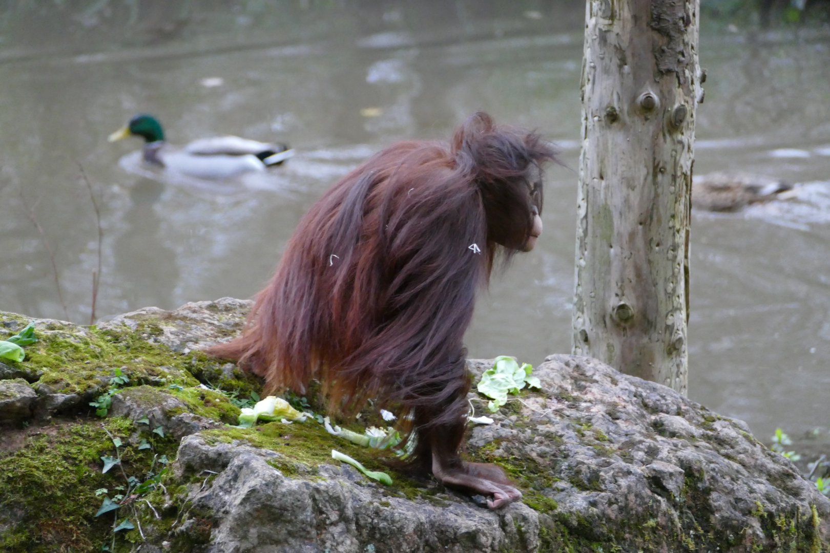 Bornean orangutan, December 2017
