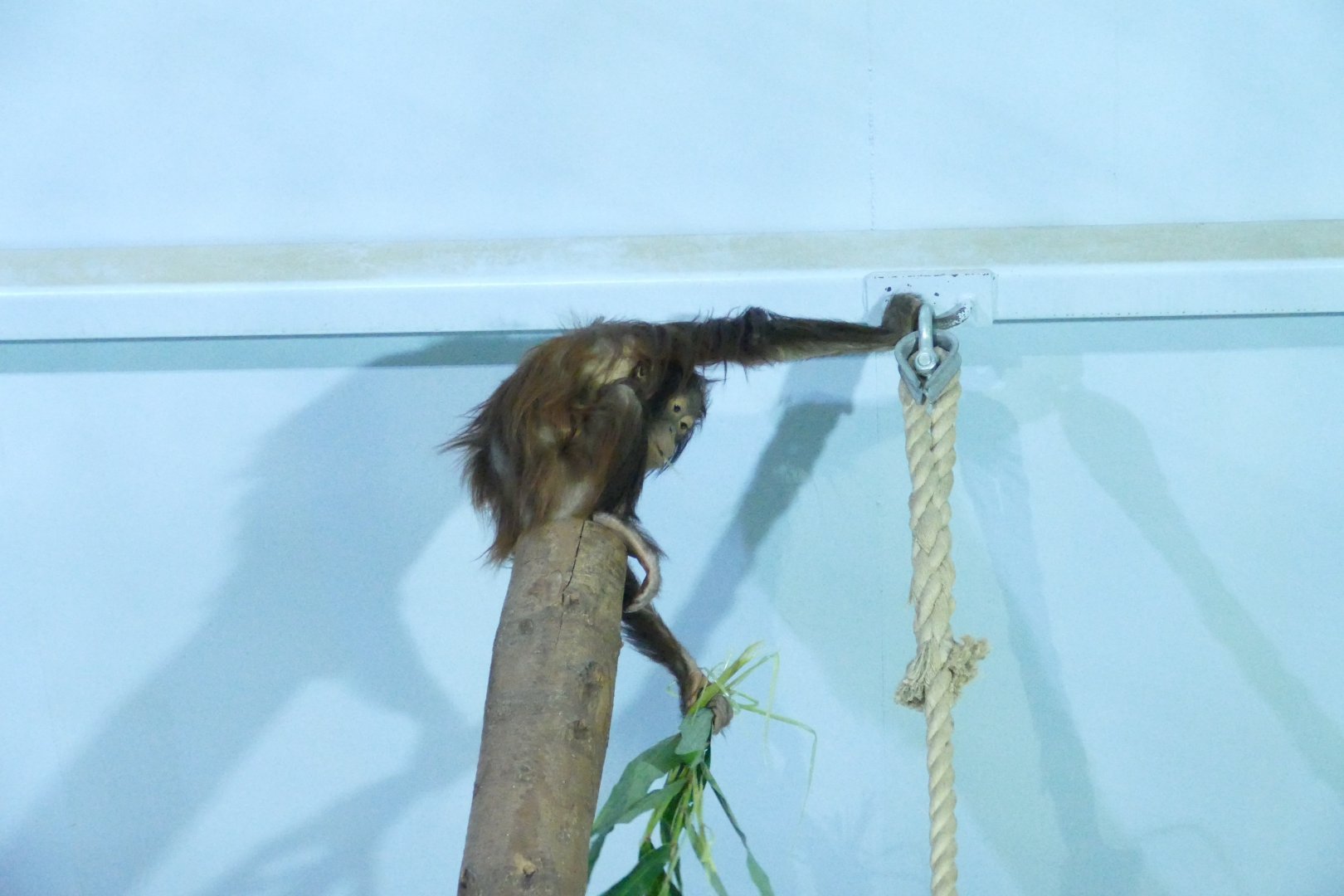 Bornean orangutan, December 2017