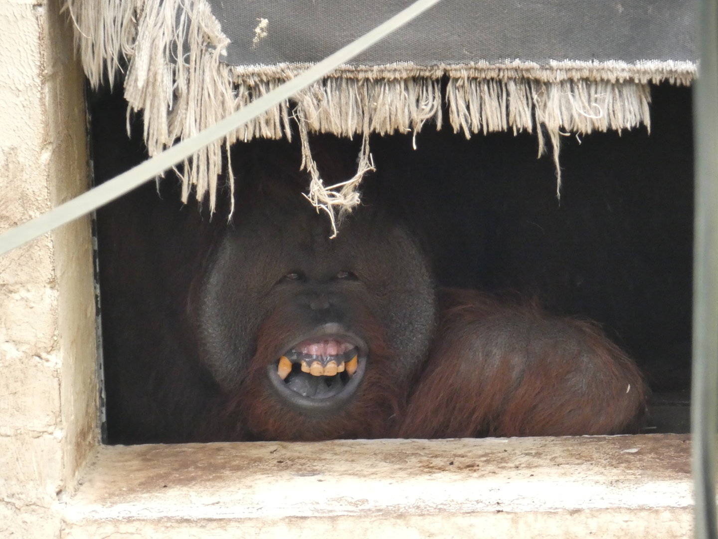 Bornean orangutan, Djimat