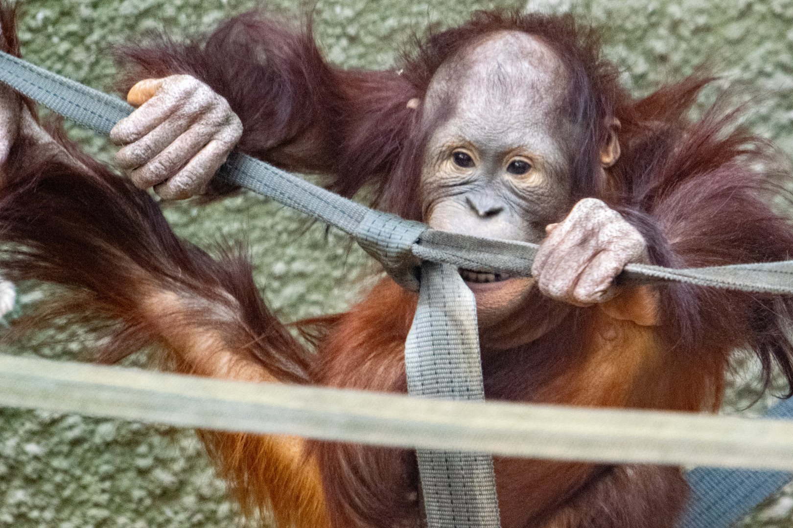 Bornean Orangutan - Dot