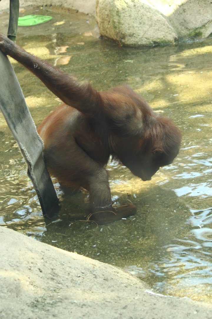 Bornean Orangutan drinking water