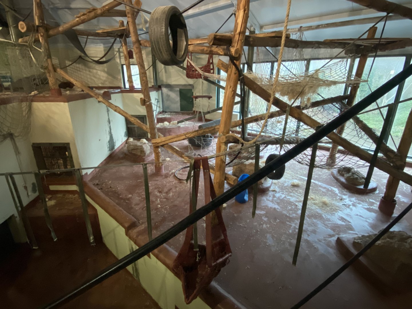 Bornean orangutan enclosure 050224