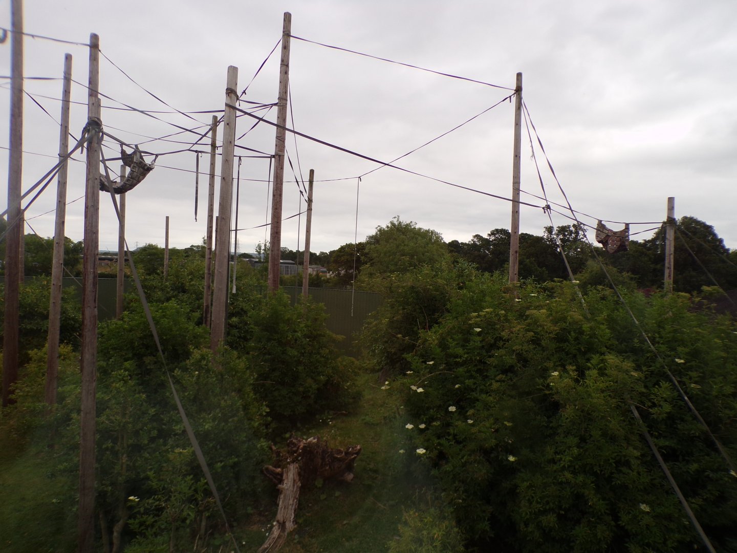 Bornean orangutan enclosure 29.6.24