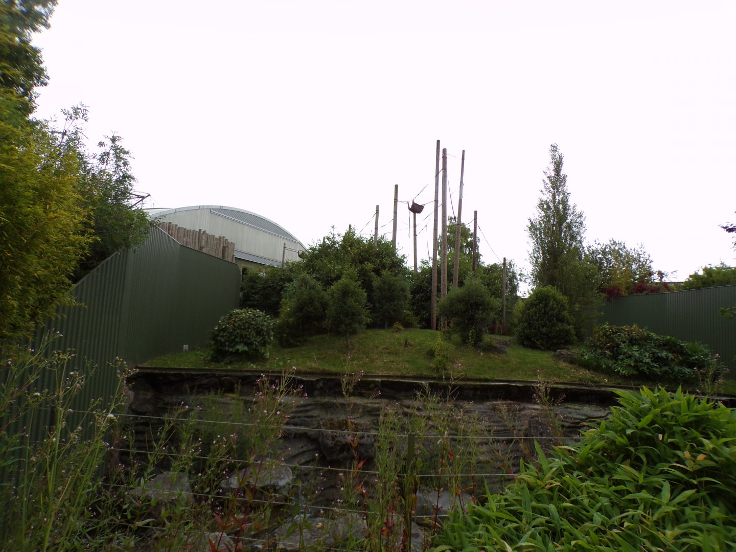 Bornean orangutan enclosure 29.6.24