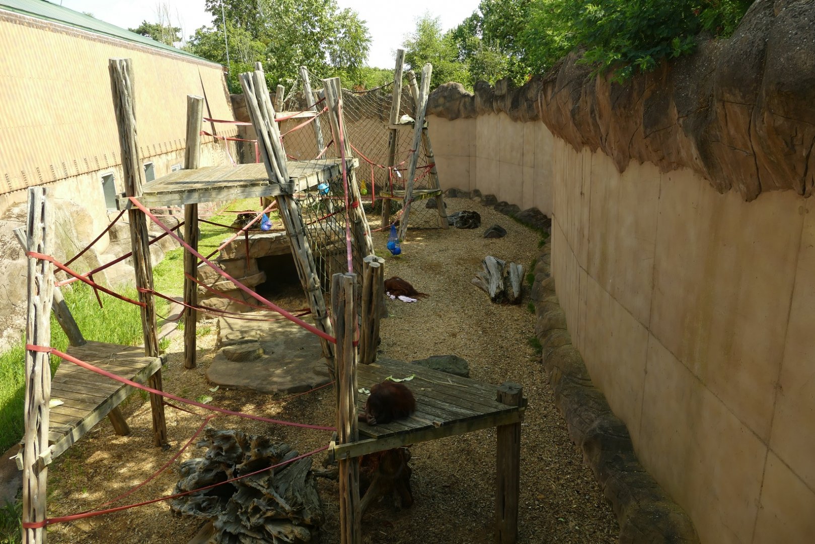 Bornean orangutan enclosure, August 2021