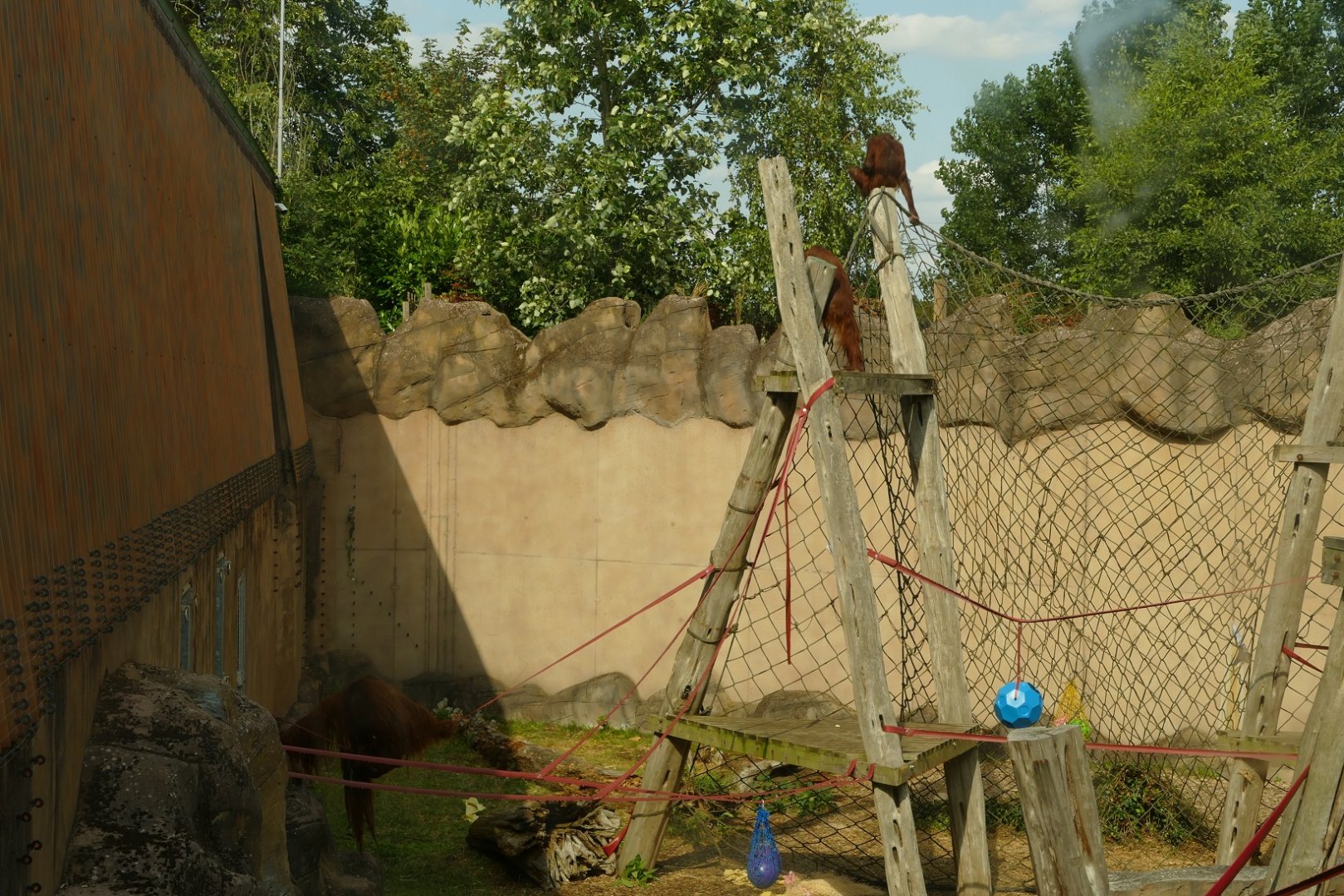 Bornean orangutan enclosure, August 2021