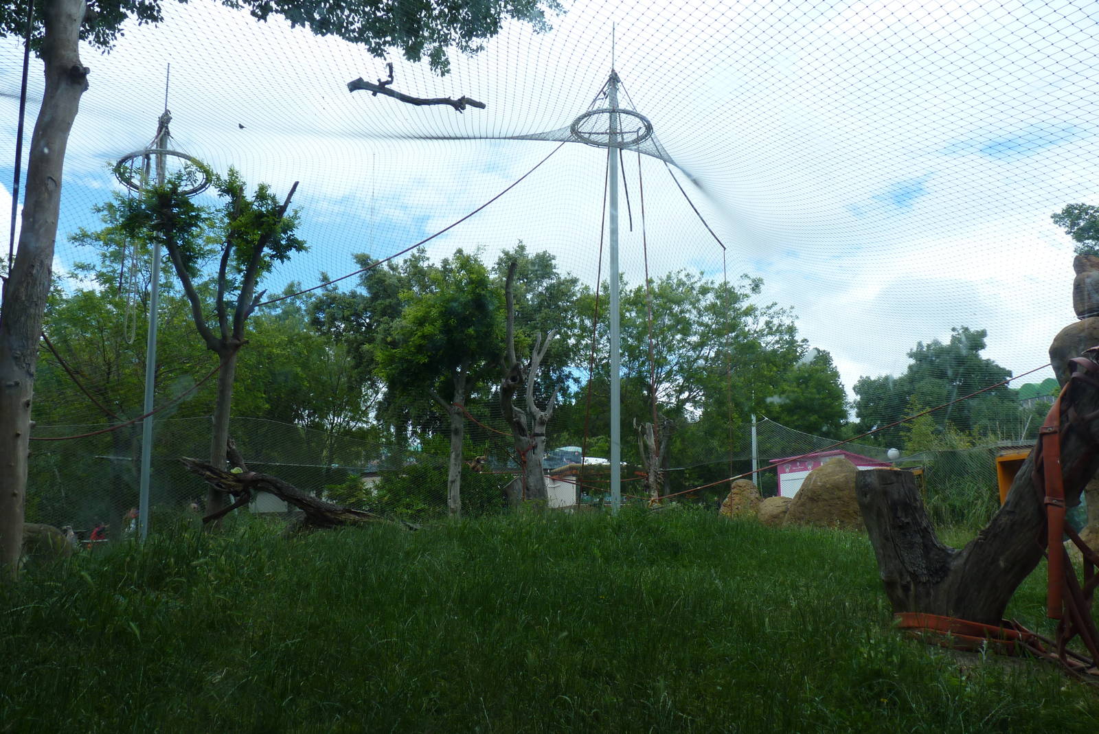 Bornean Orangutan enclosure, June 2013