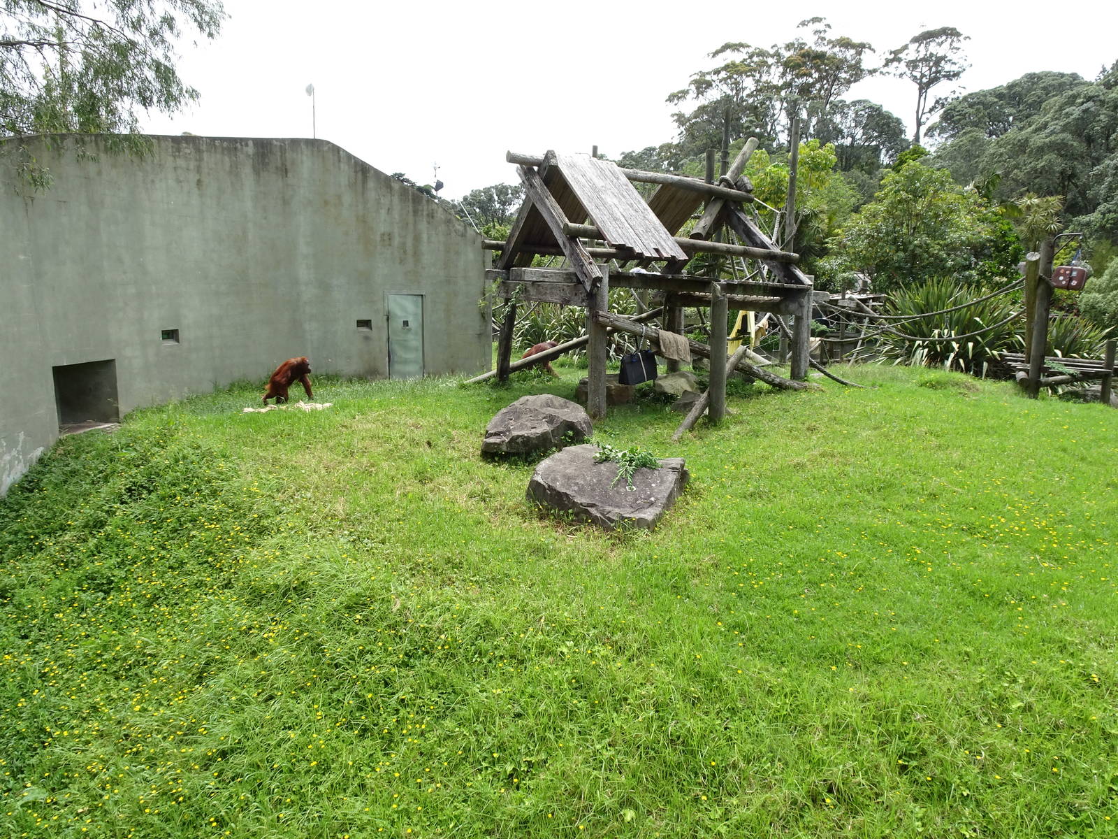 Bornean Orangutan enclosure, November 2015