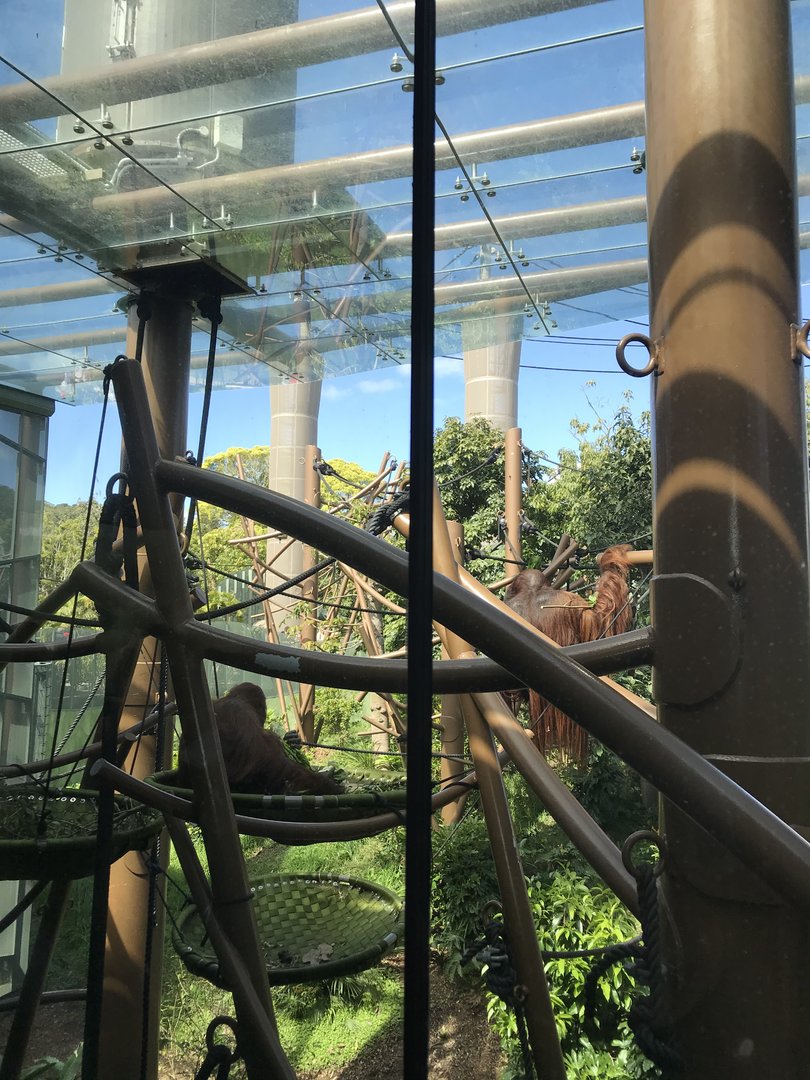 Bornean Orangutan enclosure