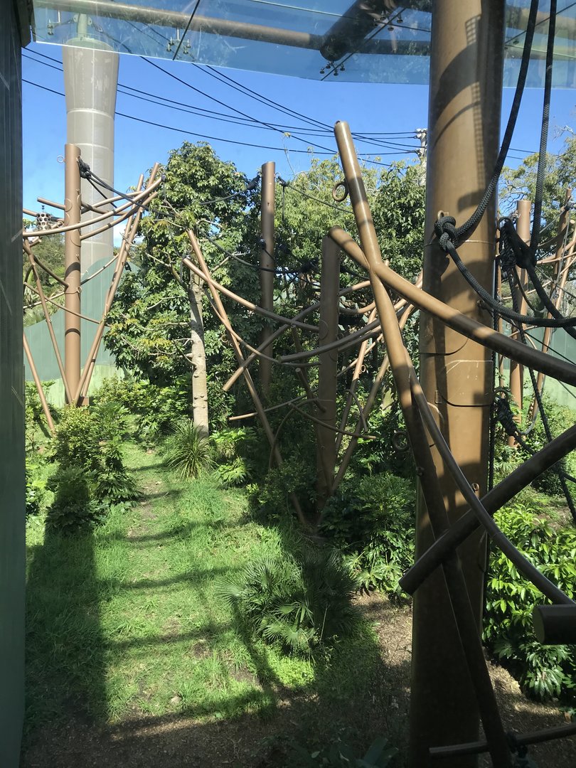 Bornean Orangutan enclosure