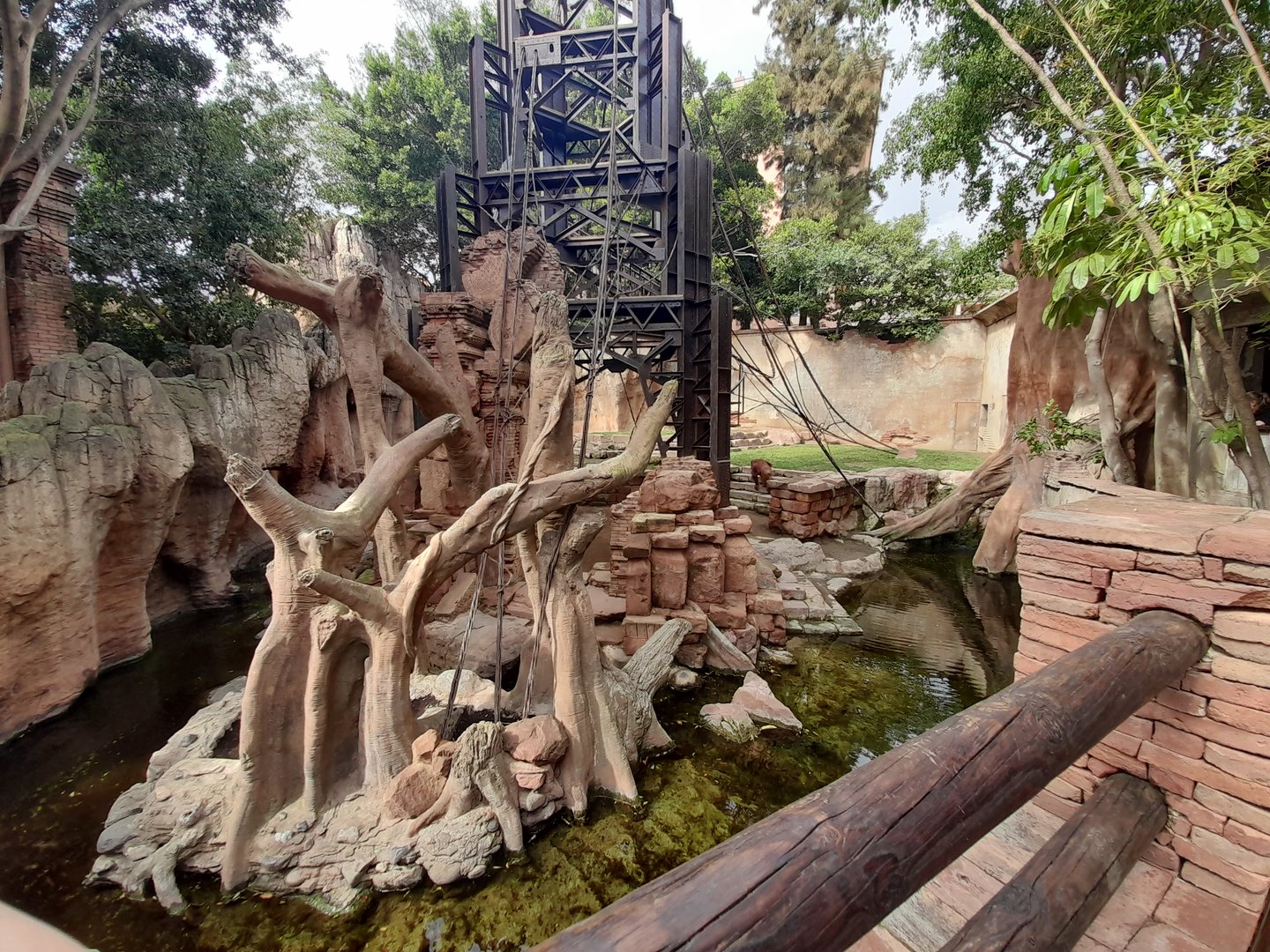 Bornean Orangutan - enclosure