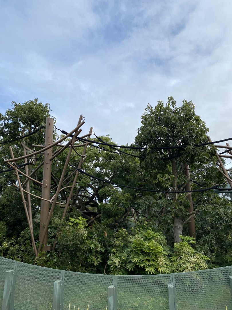 Bornean Orangutan enclosure