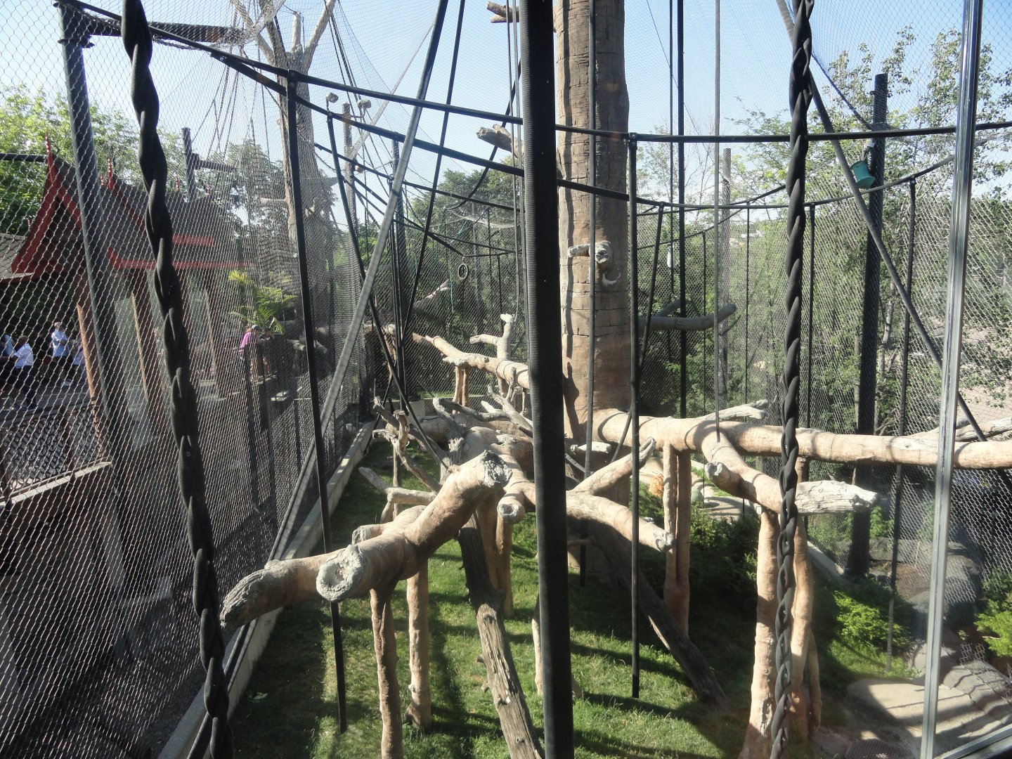 Bornean Orangutan Exhibit 1 From Elevator