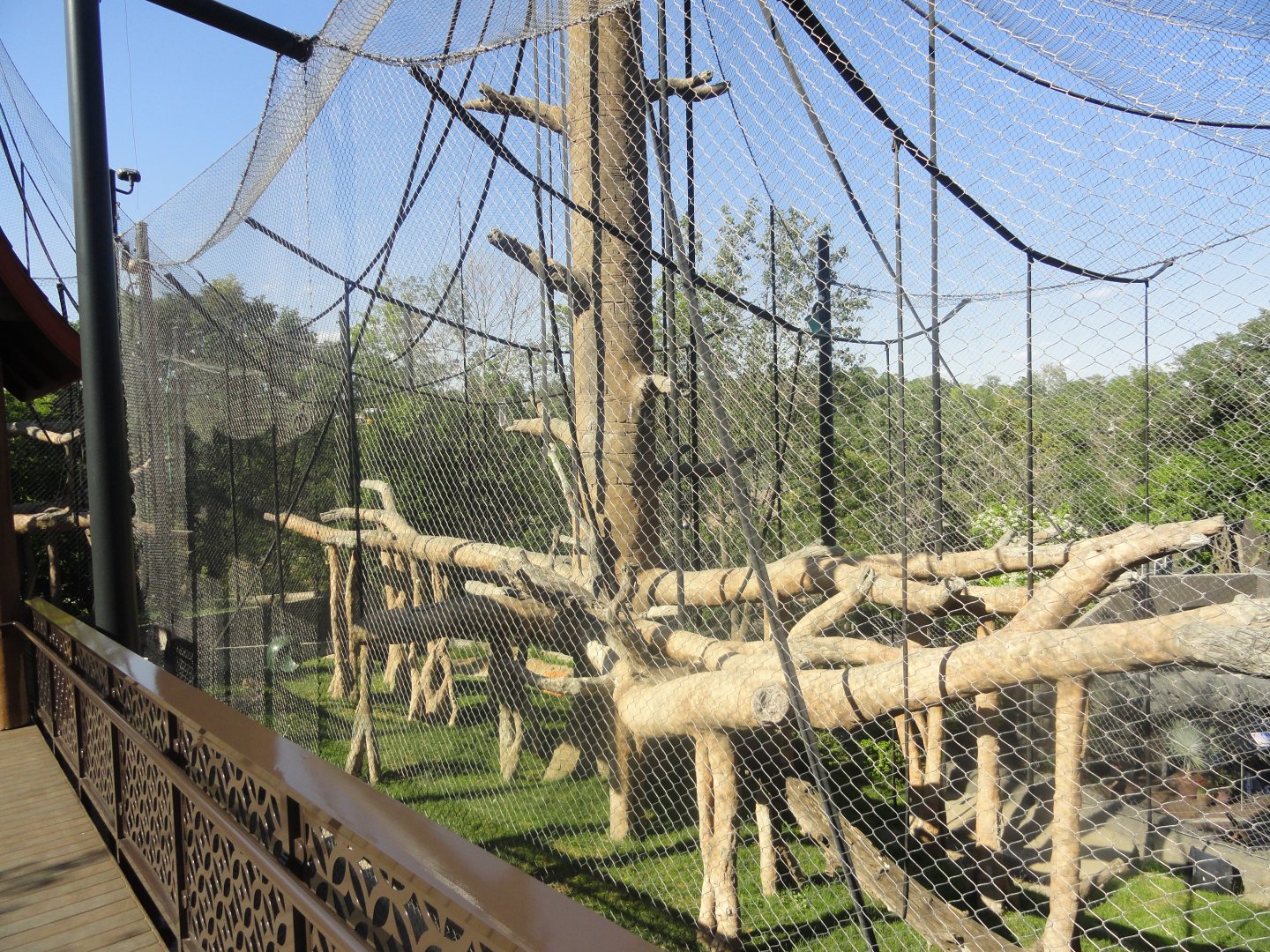 Bornean Orangutan Exhibit 1