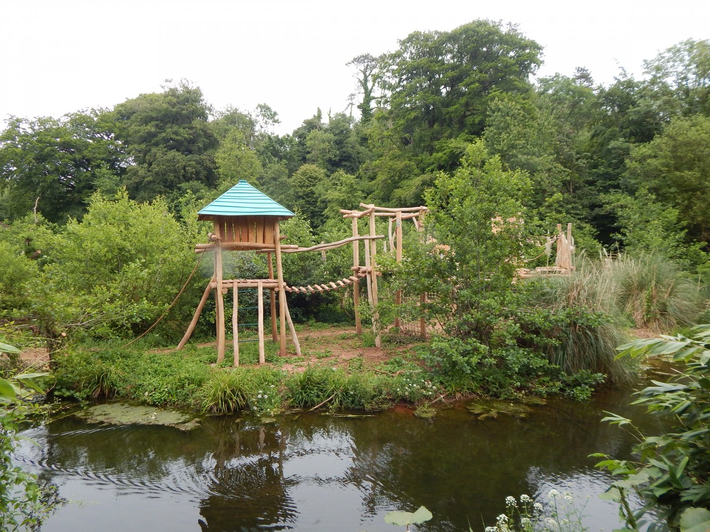Bornean orangutan exhibit 130624