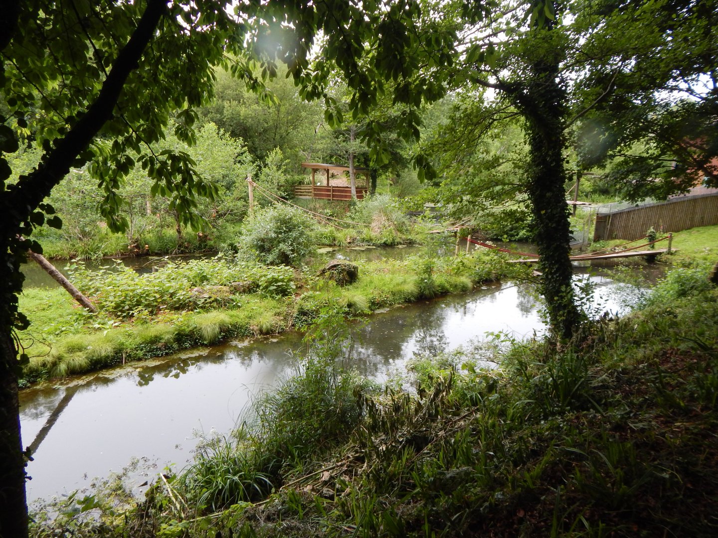 Bornean orangutan exhibit 130624