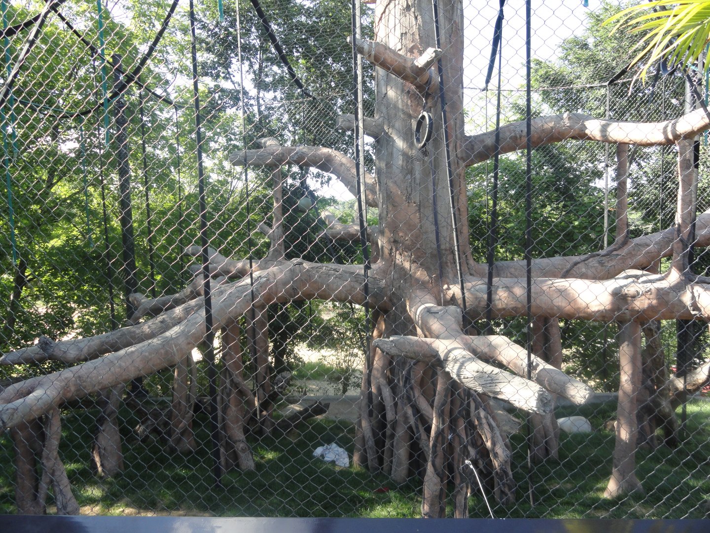 Bornean Orangutan Exhibit 2