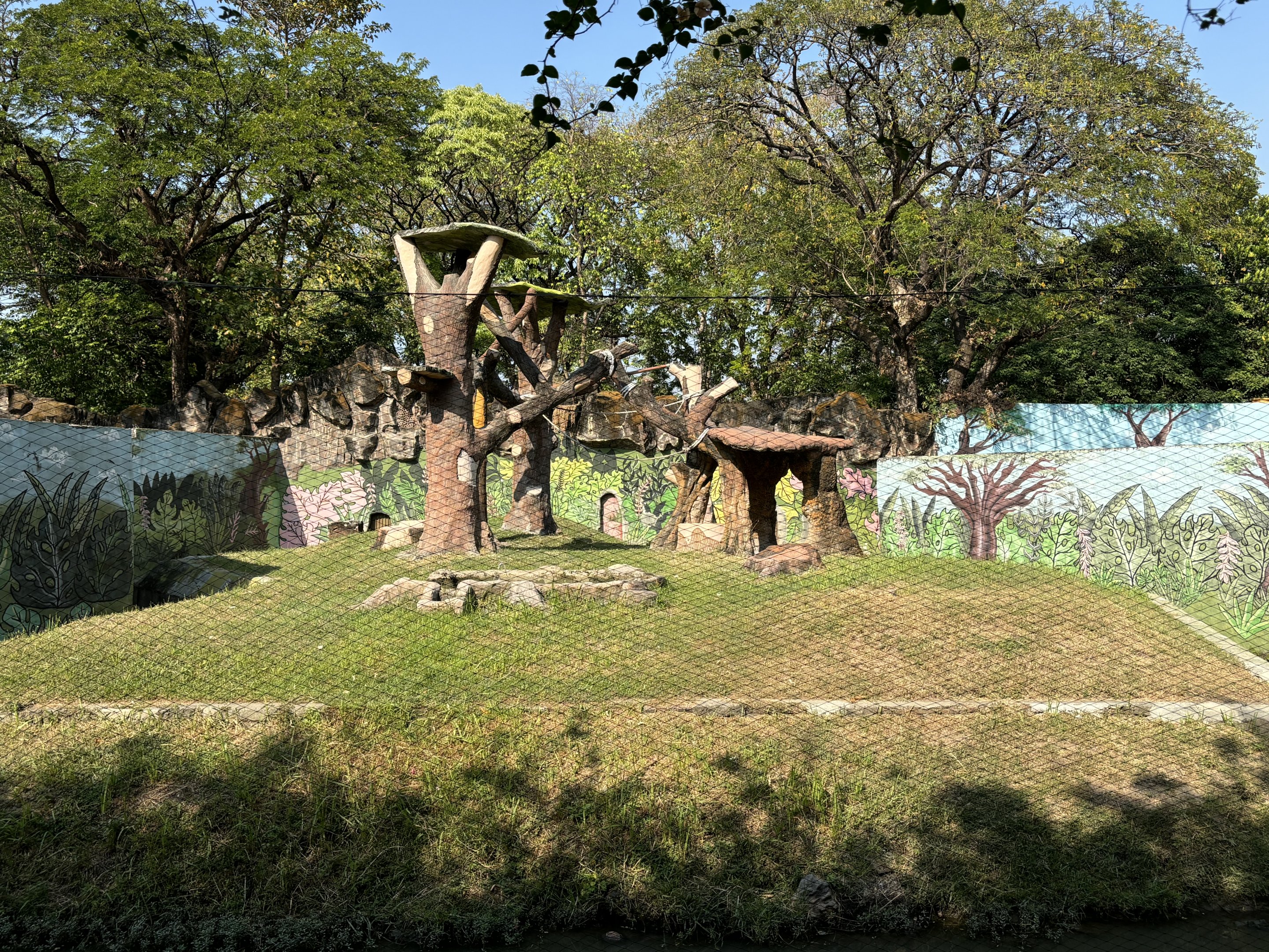 Bornean Orangutan Exhibit #2