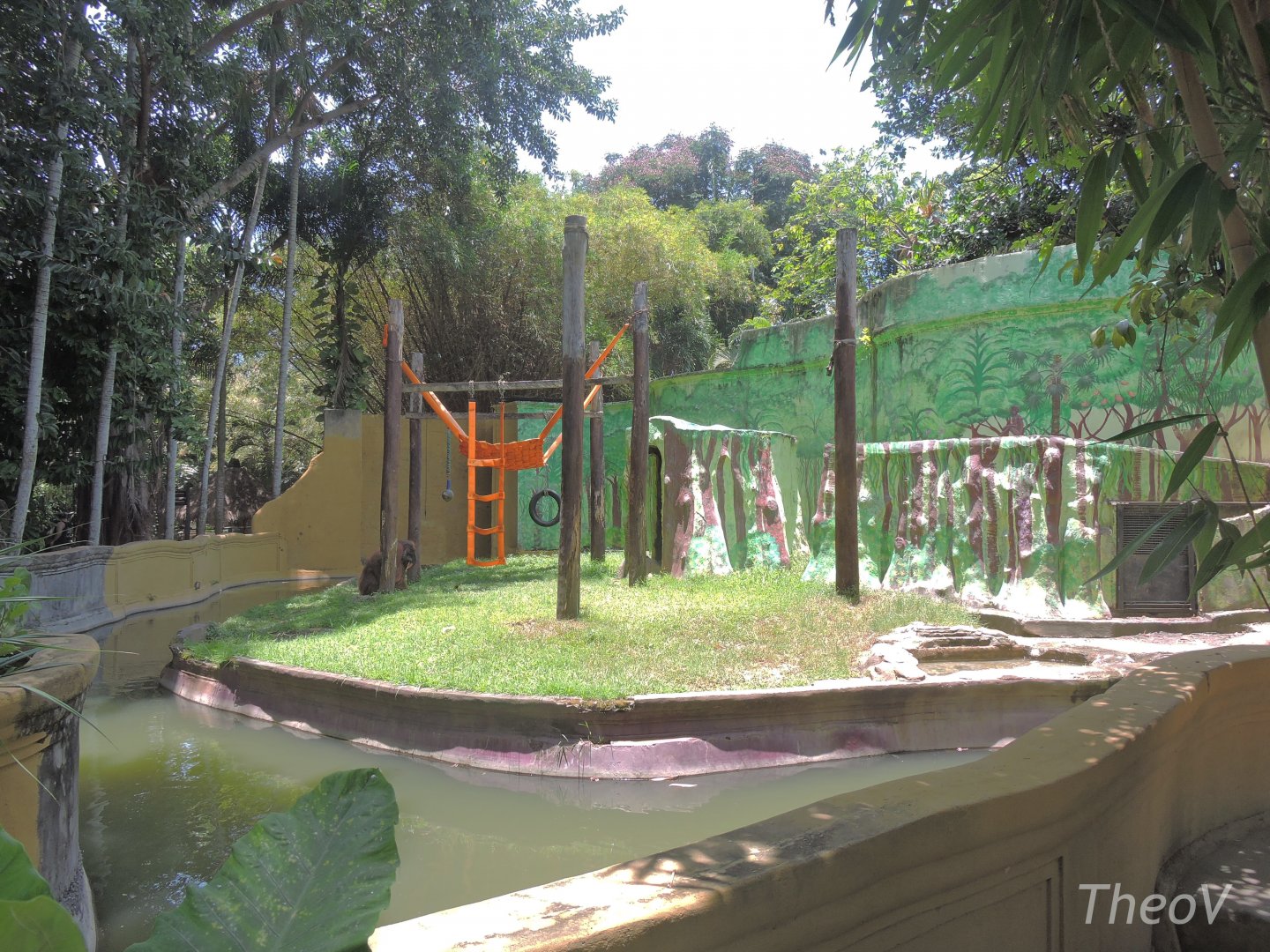 Bornean orangutan exhibit [2016]