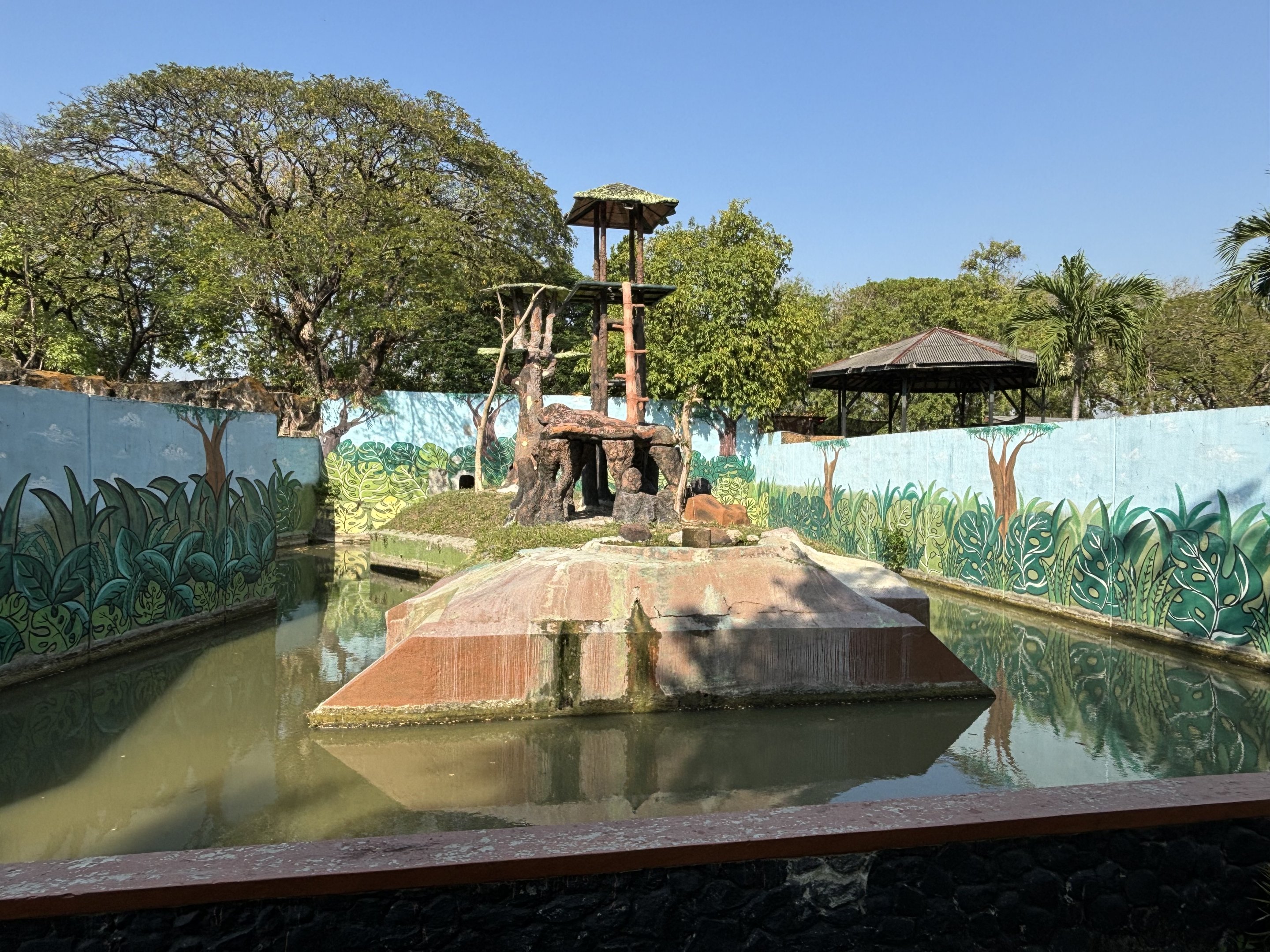 Bornean Orangutan Exhibit #3