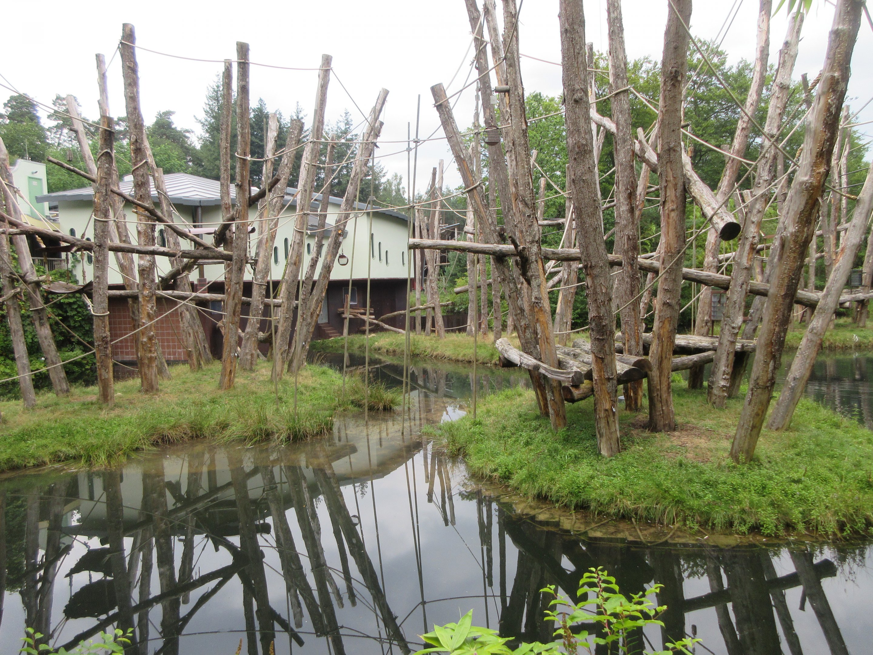 Bornean Orangutan Exhibit (4 islands)