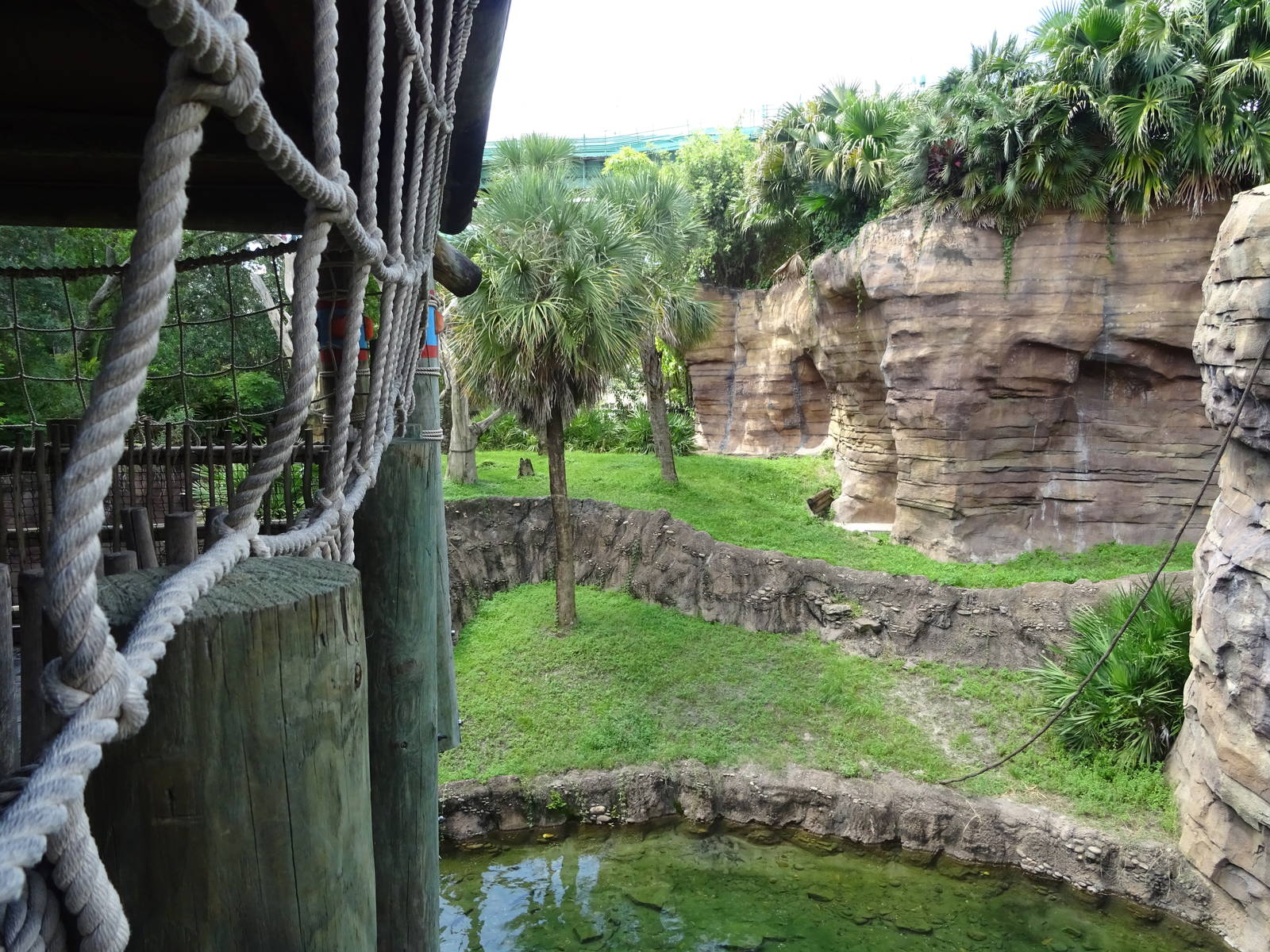 Bornean Orangutan Exhibit at Busch Gardens Tampa