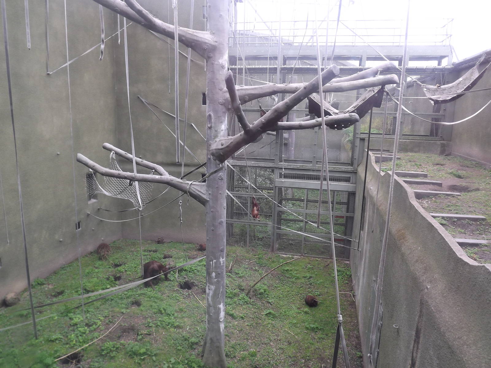 Bornean Orangutan exhibit at Chester Zoo 31/03/12