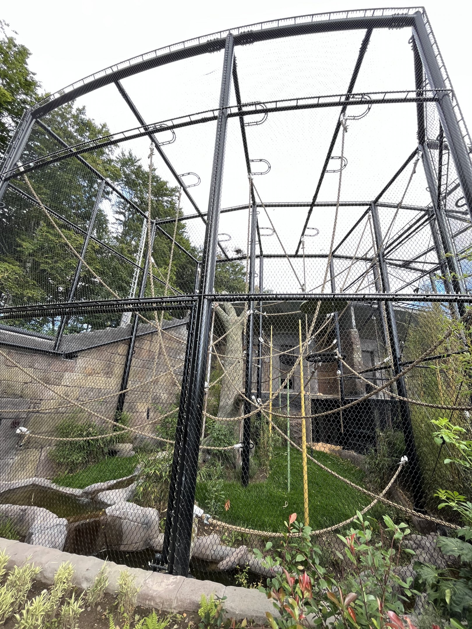 Bornean Orangutan Exhibit - New in 2022