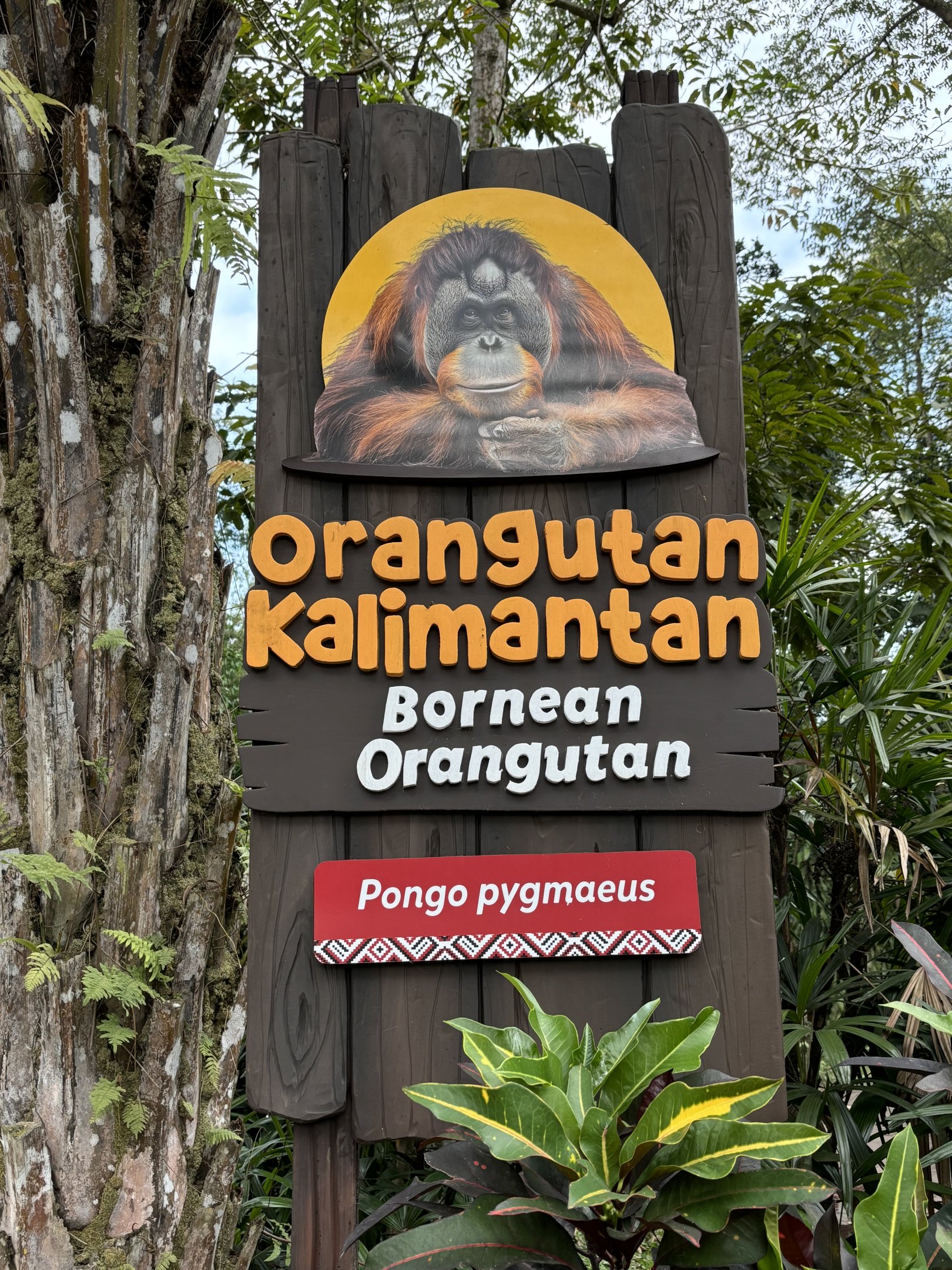 Bornean Orangutan Exhibit Sign