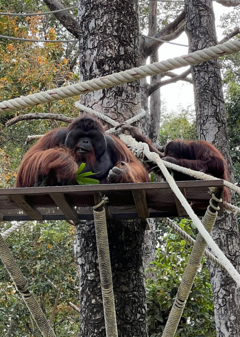 bornean orangutan exhibit ubon ratchathani zoo