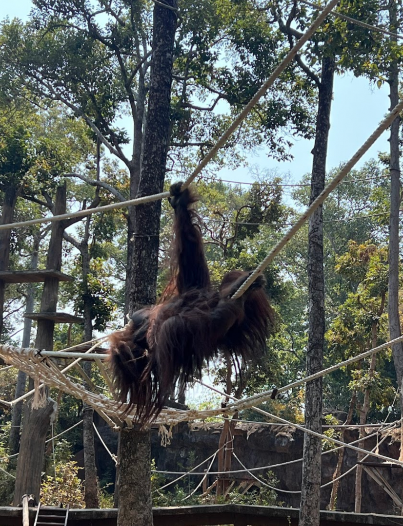bornean orangutan exhibit ubon ratchathani zoo