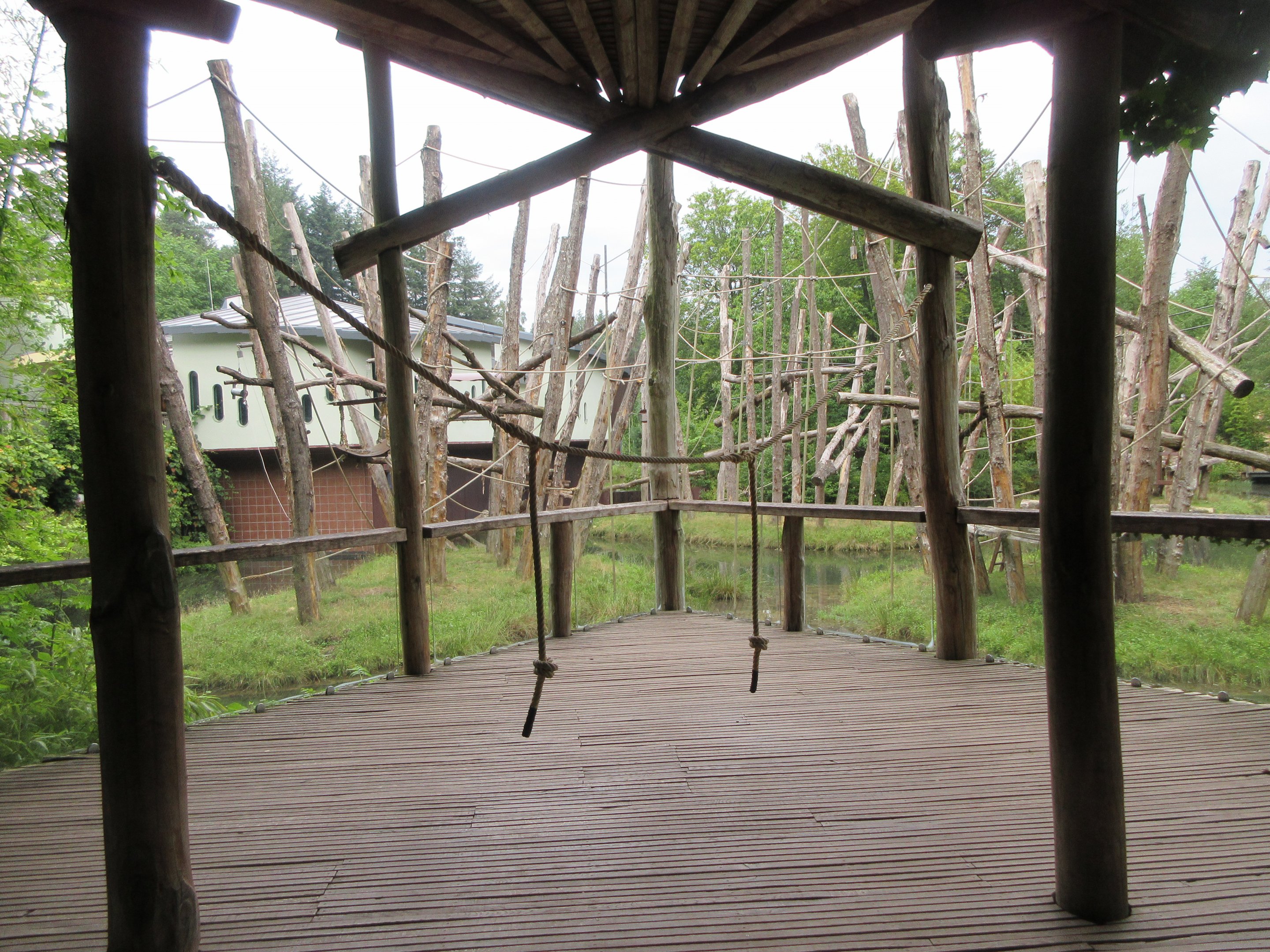 Bornean Orangutan Exhibit - viewing area