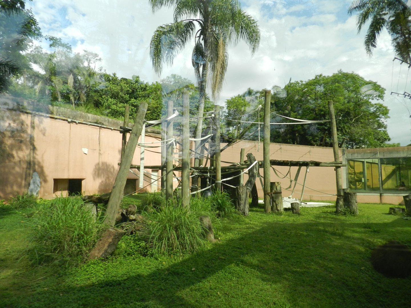 Bornean orangutan exhibit - Zoo São Paulo