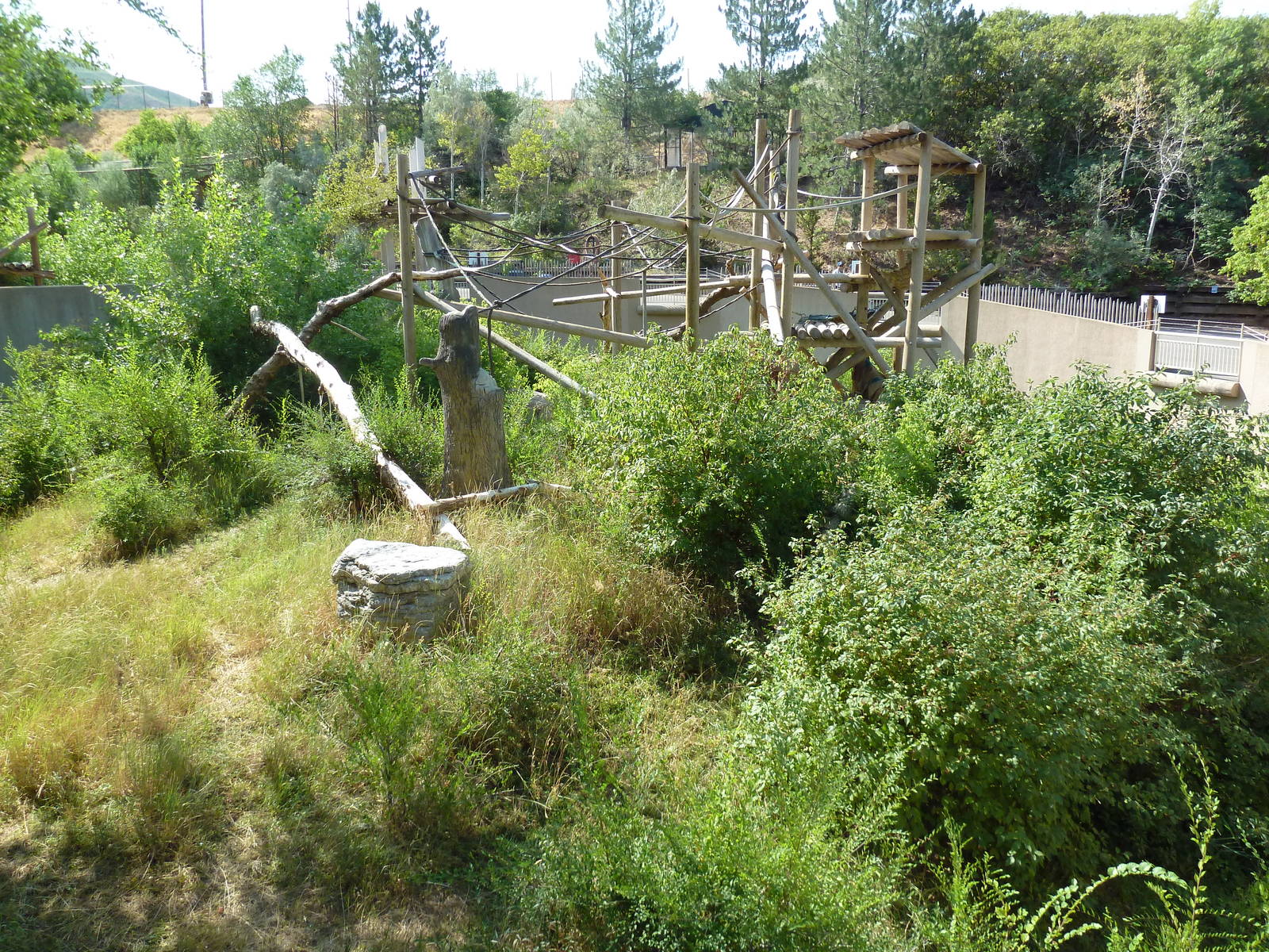 Bornean Orangutan Exhibit
