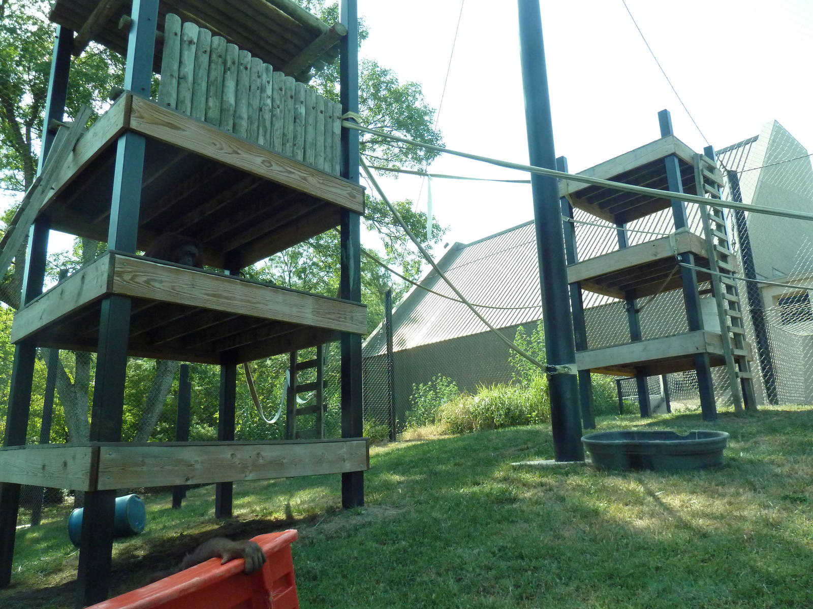 Bornean Orangutan Exhibit